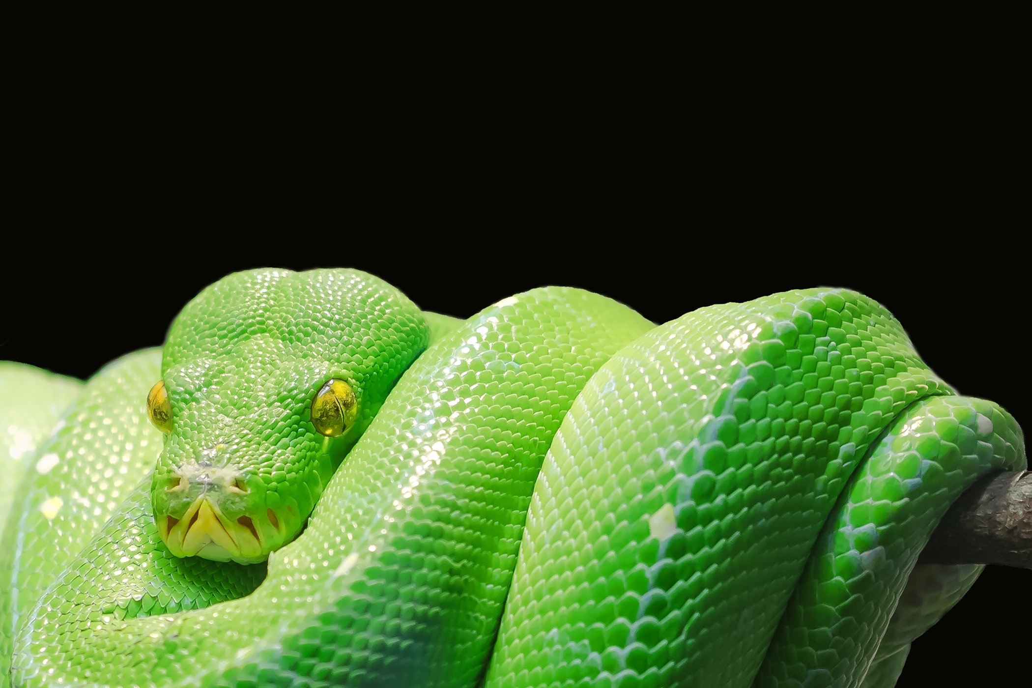 animal-close-up-green-45246