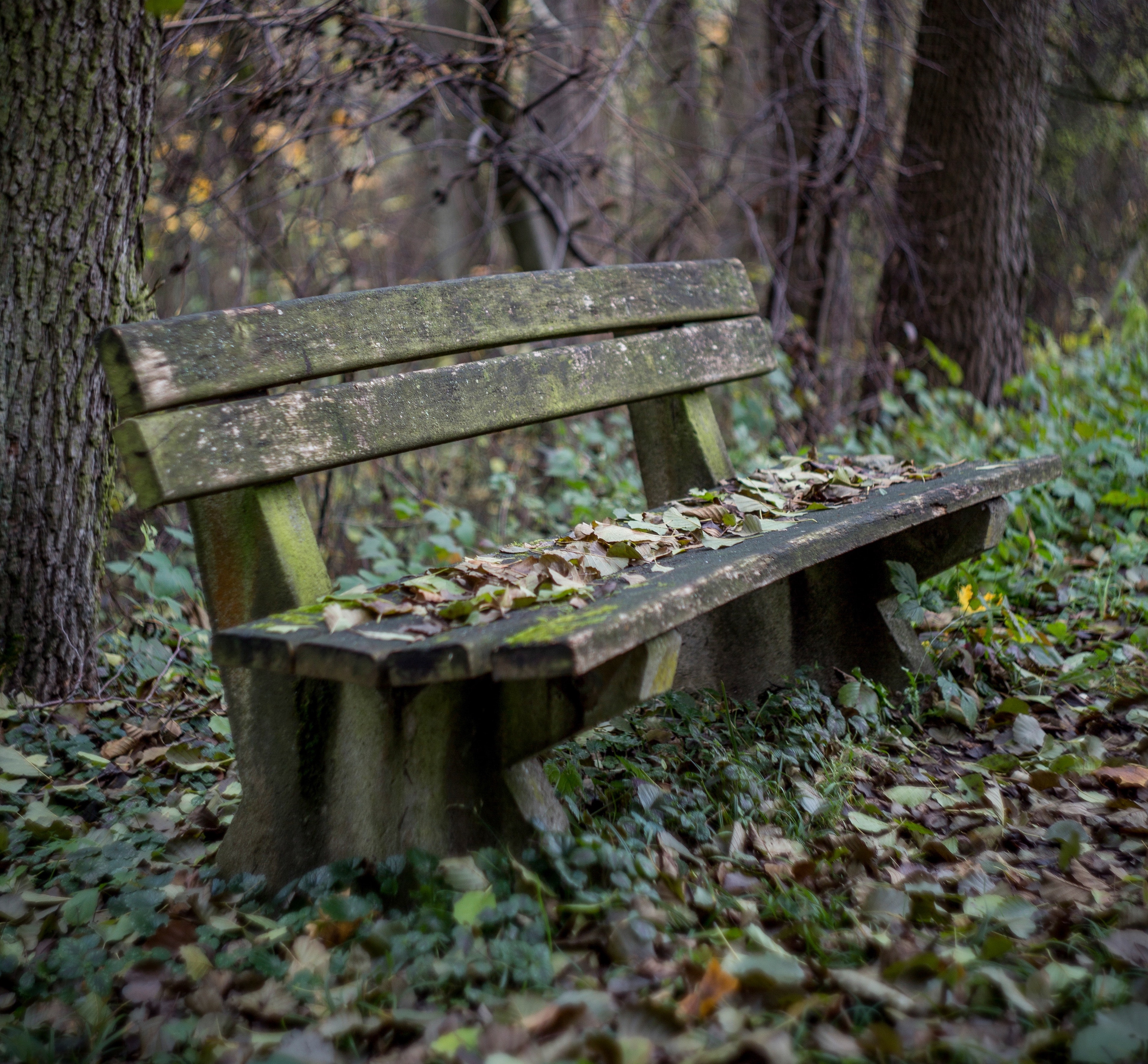 bench